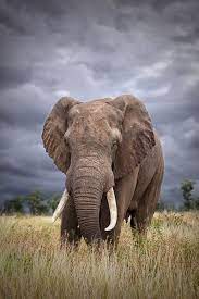 Usa.com provides easy to find states, metro areas, counties, cities, zip codes, and area codes information, including population, races, income, housing, school. Elephant Wallpaper For Phone 640x960 Wallpaper Teahub Io