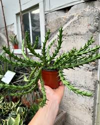 Image result for Orbea caudata