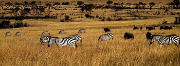 Zebras are native to southern and central africa. Adw Zebrasandgnus1on10 00 Jpg