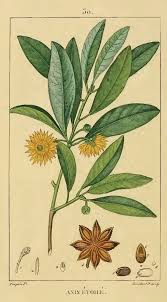 Although it's often linked to candy and sweet beverages, licorice root is a medicinal herb that strain and pour tea into a cup. Star Anise A Tasty And Versatile Spice With A Licorice Flavor Delishably