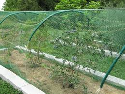 Bird Netting For Blueberries Bluberries Under Netting 2 Jpg 600 450 Fruit Garden Growing Blueberries Berry Garden
