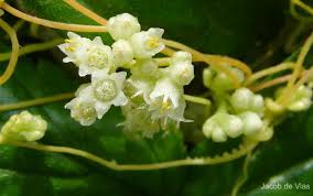 Image result for Cuscuta australis