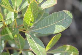 Image result for Searsia rogersii