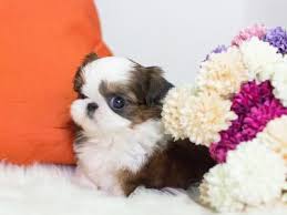This is a passion and hobby. Teacup Shih Tzu Puppies For Sale Near Me Petfinder