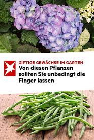 Blausaure Phasin Oder Alkaloide Viele Beliebte Pflanzen Im Garten Enthalten Hochgiftige Substanzen Die Im Aussersten Fall Pflanzen Giftige Pflanzen Gewachs