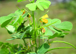 Image result for Senna tora