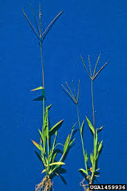 Image result for Digitaria sacculata