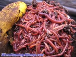Small Worm Biz Part Ii Selling Worms Worm Farming Alliance