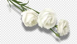 Maybe you would like to learn more about one of these? White Rose White Rose White Rose Png Pngwing