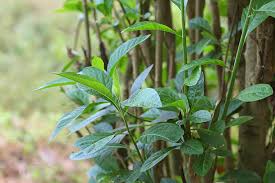 Image result for Vernonia amygdalina