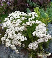 Achillea Millefolium Sonoma Coast White Yarrow Plants White Plants Purple Flowering Plants