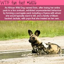 Wtf Facts Page 489 Of 1300 Funny Interesting And Weird Facts Wtf Fun Facts Weird Facts Fun Facts