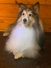 Maybe you would like to learn more about one of these? Safe Harbor Animal Rescue Atlanta Georgia Home Facebook