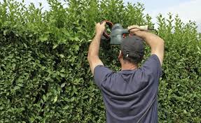 Die johannisnacht ist die nacht auf den johannistag. Hecken Schneiden Die Wichtigsten Tipps Heckenpflanzen Garten Hecken Hecke