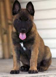 Www Medicaltravel Com Co With Images Belgian Malinois Dog Malinois Dog Malinois Puppies