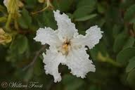 Image result for Bauhinia macrantha