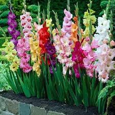 Pin On Gardening