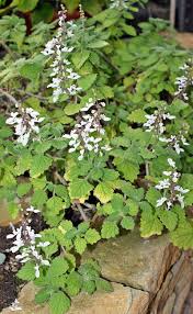 Image result for Plectranthus elegans