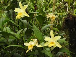 Image result for Urochloa xantholeuca