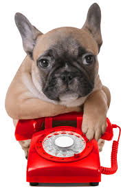 We offer the tools and training you and your dog need to build a strong bond so you can enjoy a bright future together. Teacup Puppies Larger Breeds For Sale In Brooklyn Ny Teacup Pups