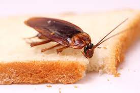 Cockroaches are one of the most frequently encountered pests people deal with. Common Diy Roach Control Methods And Why They Don T Work Sorenson Sorenson Pest Control Blog