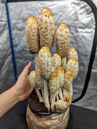 Image result for Coprinus comatus