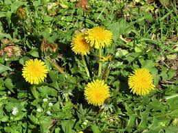 Image result for Taraxacum sp.