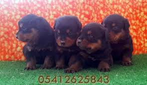 Macar Rottweiler 05412625853 Rottweiler Yavrulari Rottweiler Kopek