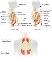 Underneath are the heart and lungs. Trunk Muscles Course Hero