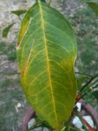 Twice a year, it makes a show with clusters of white flowers that. What Is Causing The Leaves On My Meyer Lemon To Turn Yellow 234548 Ask Extension