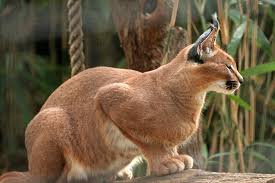 Noisy band from the singapura #caracalnoise. File Caracal National Zoo Washington Jpg Wikimedia Commons