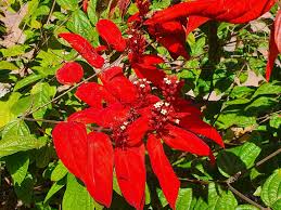 Image result for Mussaenda rivularis