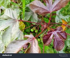 Image result for Jatropha gossypiifolia
