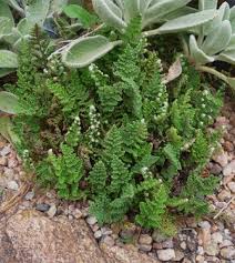 Image result for Cheilanthes multifida