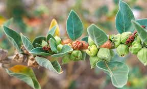 Image result for Withania somnifera