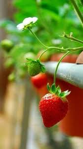 Epingle Par Roza Del Colza Sur Mon Petit Marche Fruits Et Legumes Recettes De Fraises Panier De Fruits