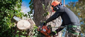 Your northeast cleveland, ohio davey tree office. Best 15 Tree Trimming Removal Services In Cleveland Oh Houzz