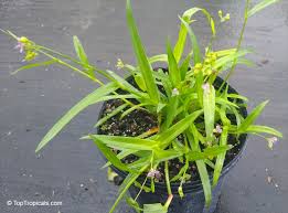 Image result for Murdannia stricta