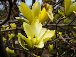 The principal characteristics used to distinguish trees are features of their leaves. Butterflies Magnolia For Sale Online The Tree Center