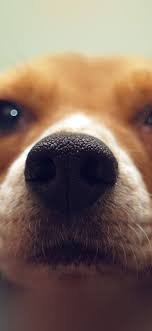 50 Iphone Xr Ultimate Wallpaper Hd Collection Vol 1 Preview Get Full Size By Clicking Url Link Dog Wallpaper Cute Dog Wallpaper Dog Face