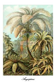 Image result for Marattiaceae