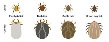 Image result for Tick Paralysis