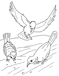 Cute bird on the tree branch vector. Three Birds Animal Coloring Pages For Kids To Print Color