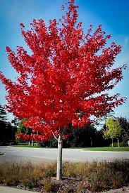 Autumn Flame Red Maple Red Maple Tree Maple Tree Landscape Autumn Blaze Maple