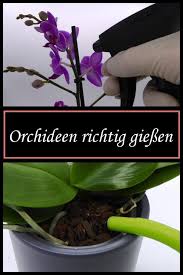 So erinnerte ich mich an die wilden orchideen in thüringen und seitdem lassen sie mich. Orchideen Richtig Giessen Orchideen Richtig Pflegen Orchideen Pflege Orchideenpflege