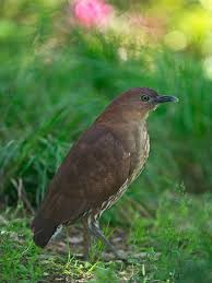 Top 50 Critically Endangered Animals In The Philippines Endangered Animals Animals Endangered