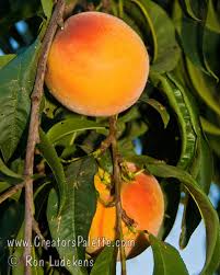 Santa Barbara Peach