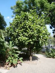 Growing between 20 and 80 feet tall, the mangosteen tree produces an edible fruit. 9 Philippine Native Trees Better Than Cherry Blossoms