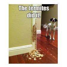 Contact us today for a full pest inspection. D S Termite Pest Control 21 Photos 59 Reviews Pest Control 3638 Bancroft Dr Spring Valley Ca Phone Number Yelp