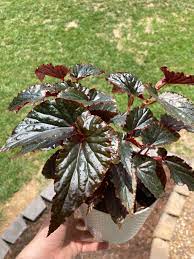Early morning and late afternoon midsummer sun are necessary for flowering; Is This A Linda Dawn Begonia Houseplants